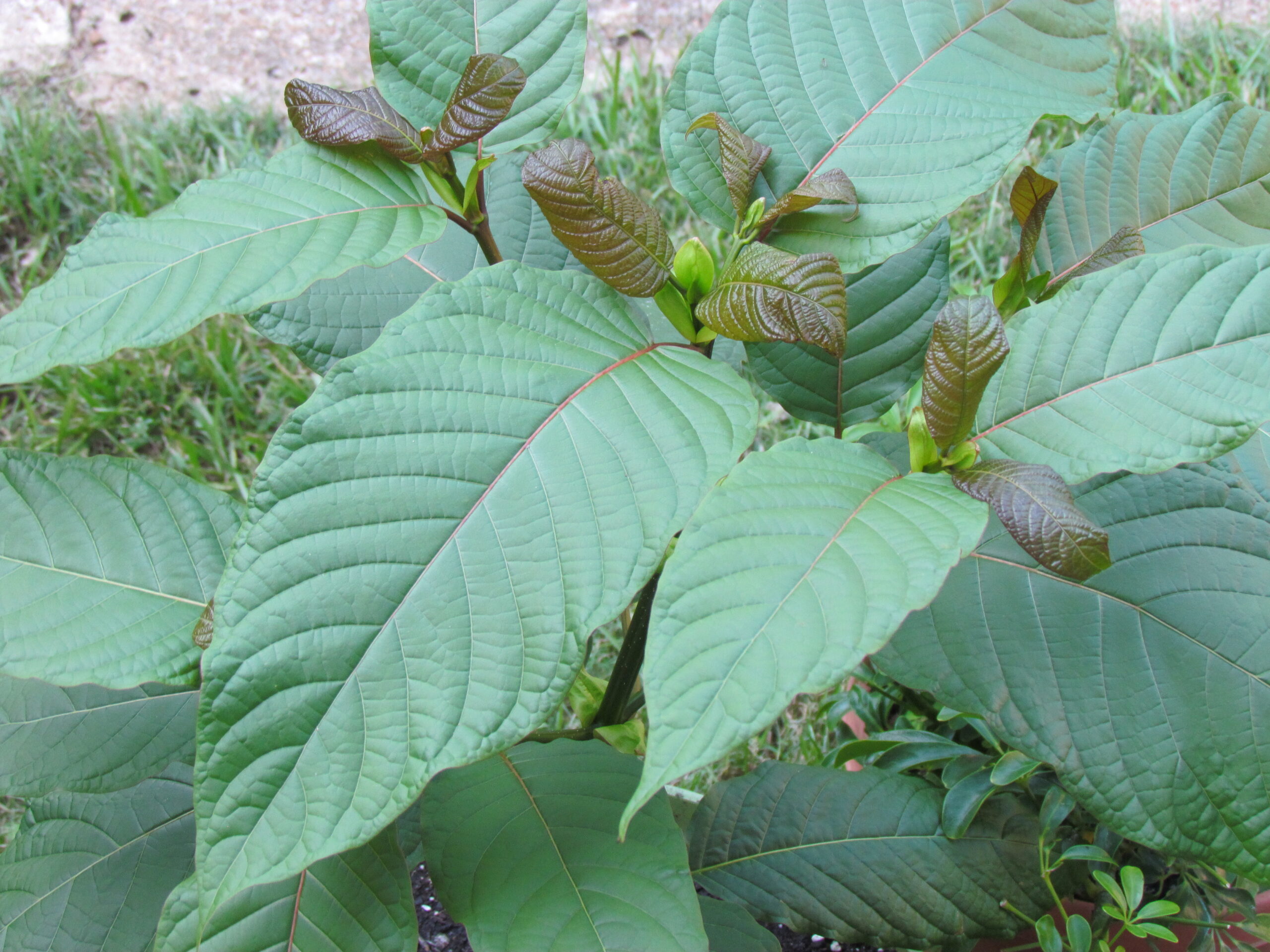 Kratom leaves 3